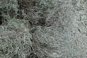 We buy scrap metal for cash